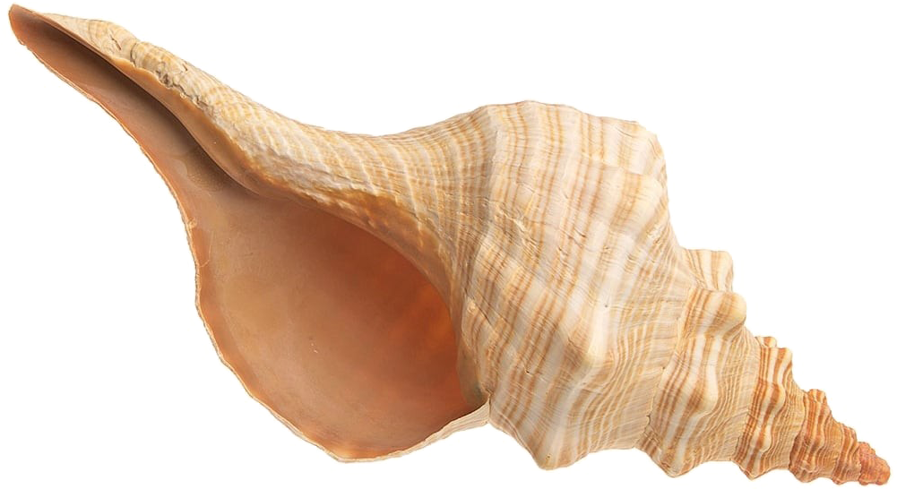 Spiral Conch Shell Isolated PNG image