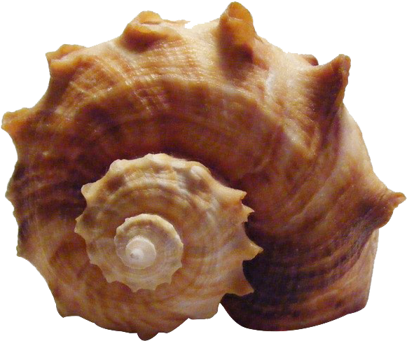 Spiral Conch Shell Isolated.png PNG image