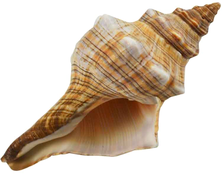 Spiral Conch Shell Isolated PNG image