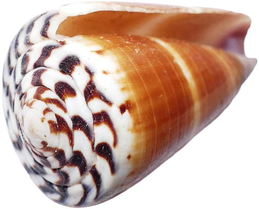 Spiral Seashell Closeup.png PNG image