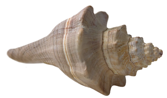 Spiral Seashell Isolatedon Black PNG image