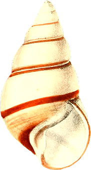 Spiral_ Shell_ Closeup PNG image