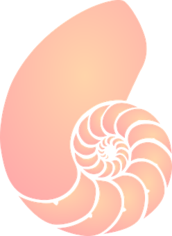 Spiral Shell Illustration PNG image