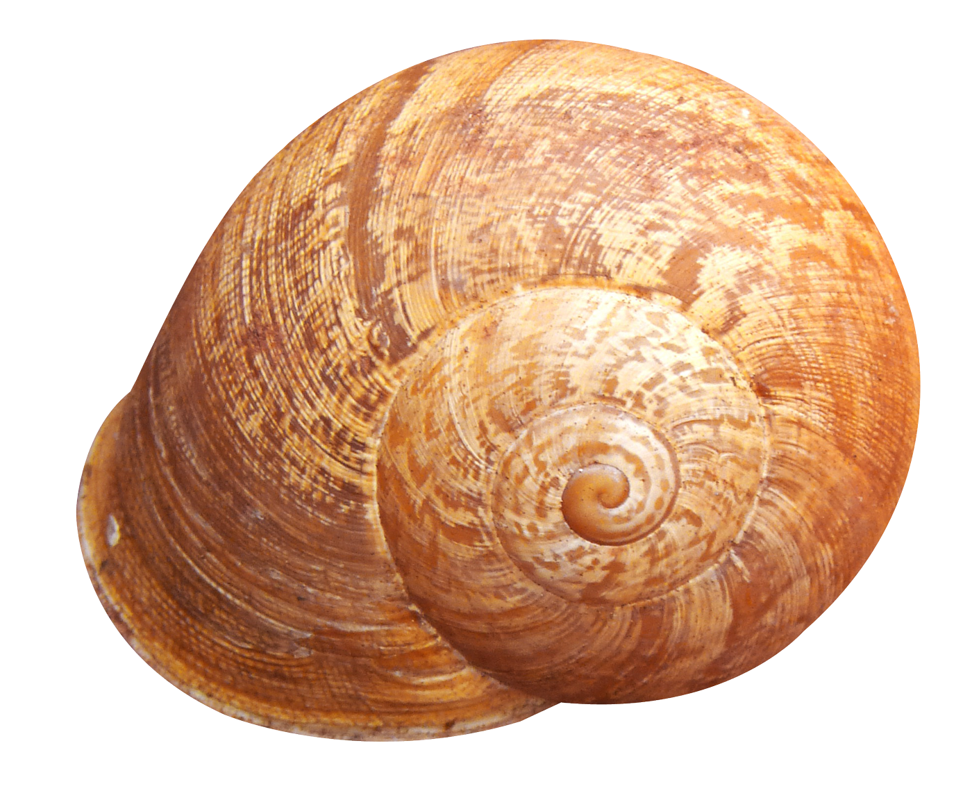 Spiral Shell Isolated Background PNG image