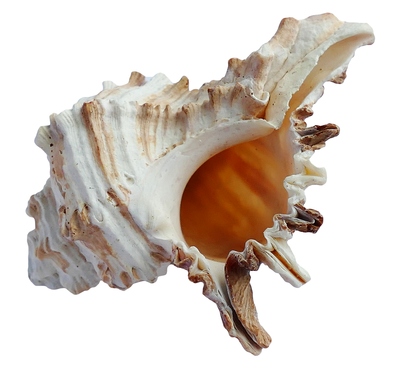 Spiral Shell Isolated.png PNG image