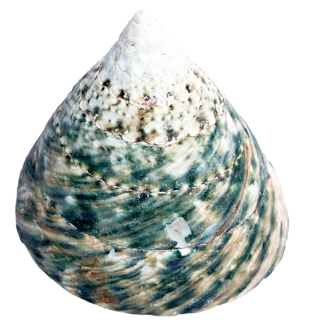Spiraled Seashell Texture PNG image