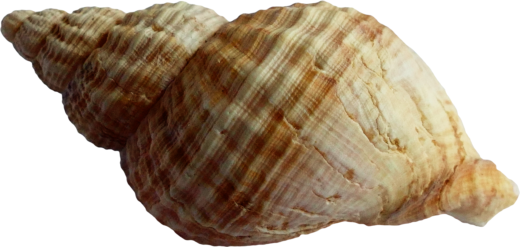 Spiraled Seashell Texture PNG image