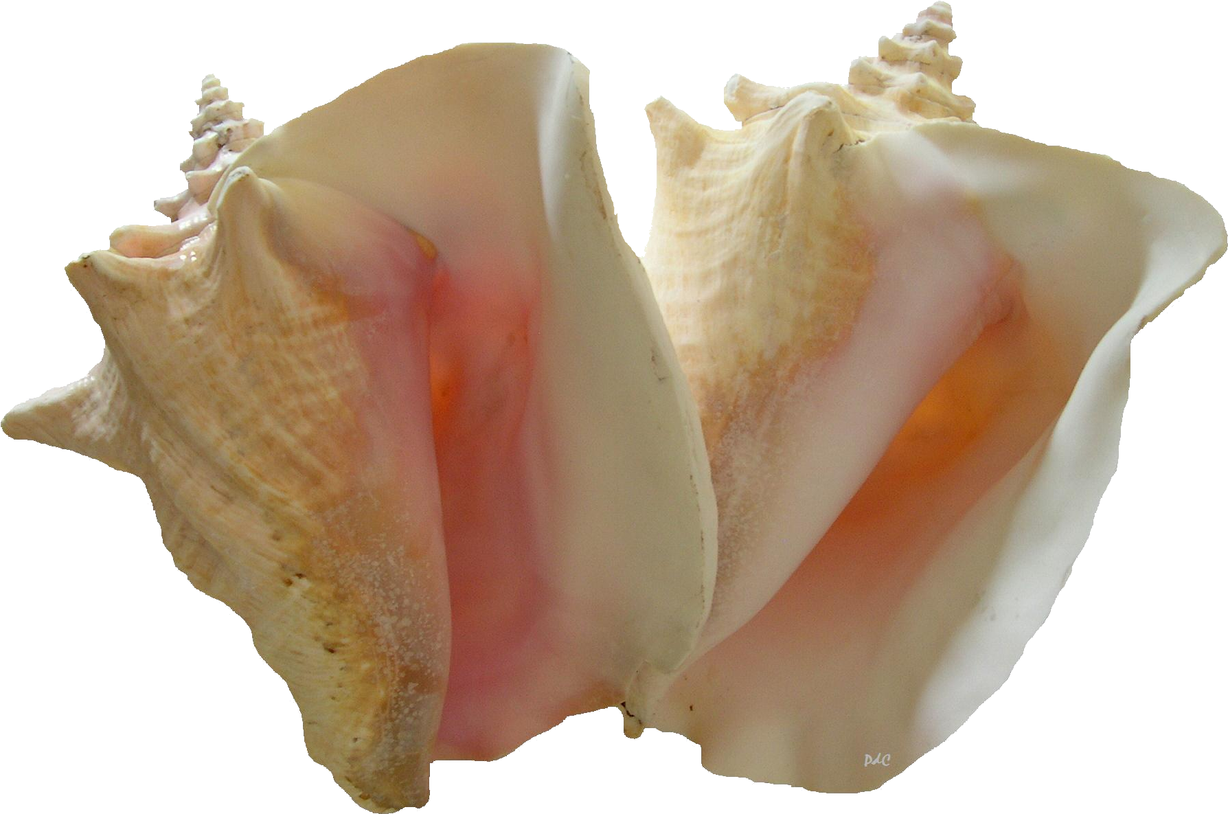 Split Conch Shell Transparent Background PNG image