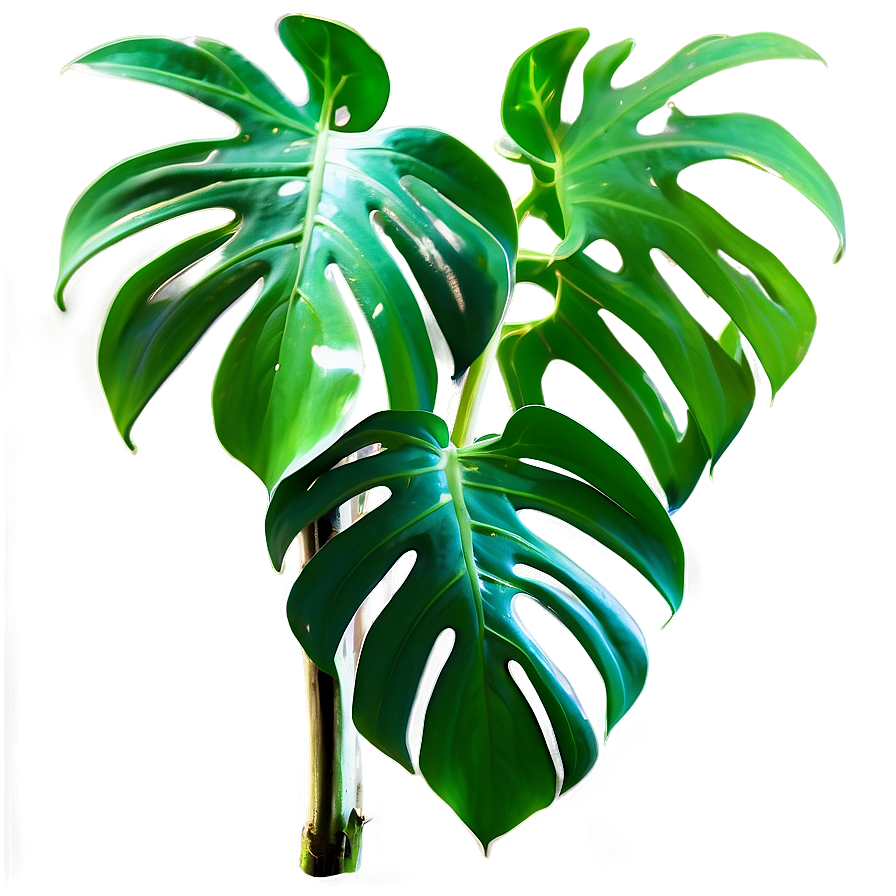 Split Leaf Philodendron Png 84 PNG image