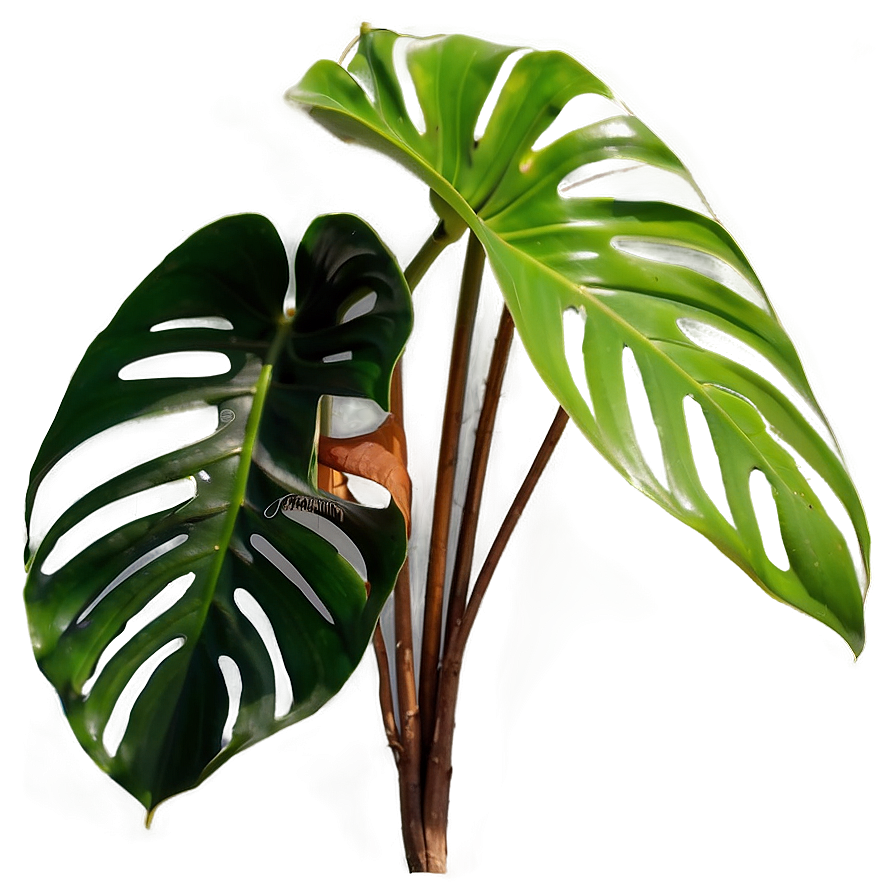 Split Leaf Philodendron Png Wsj20 PNG image