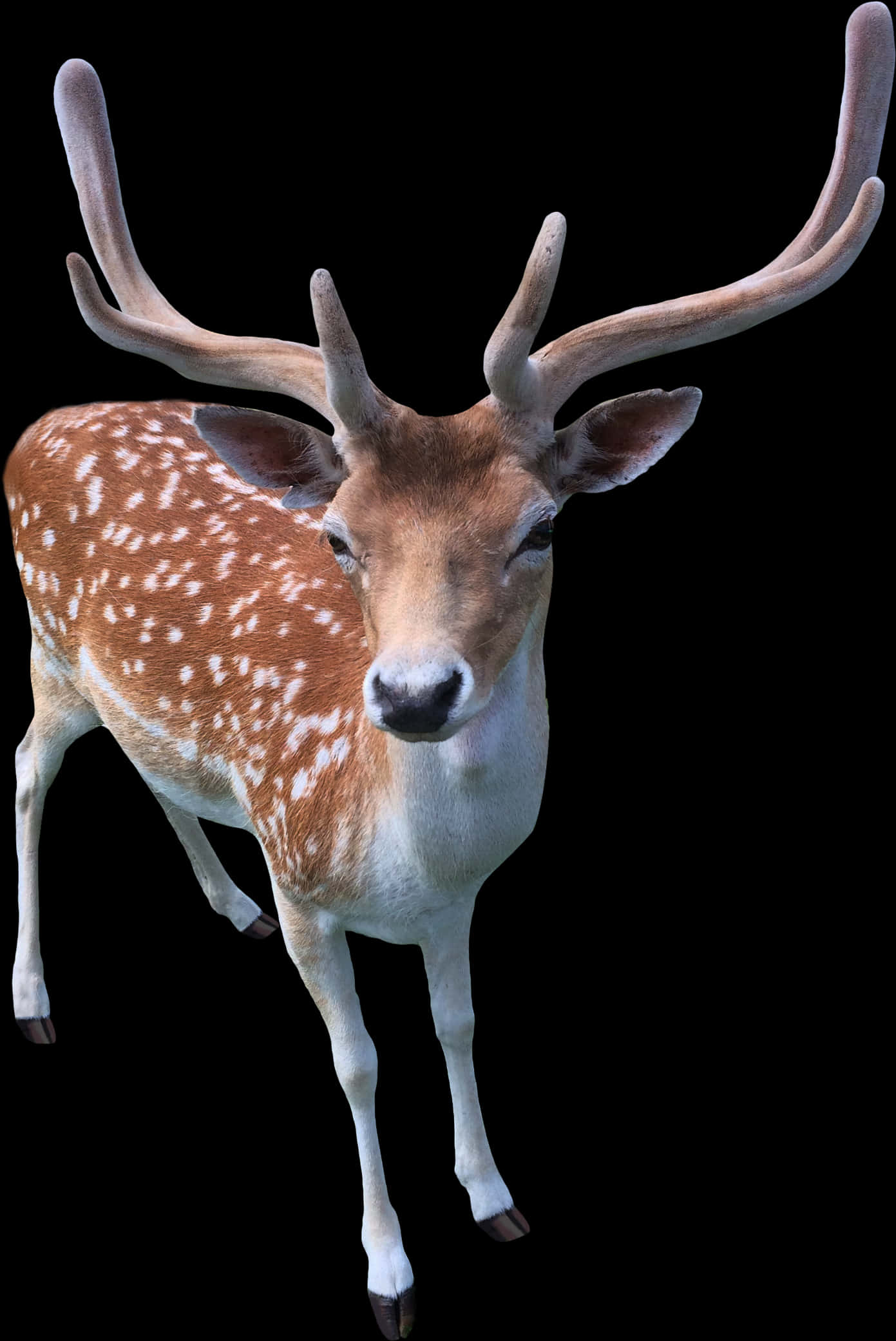 Spotted Deerwith Antlers PNG image