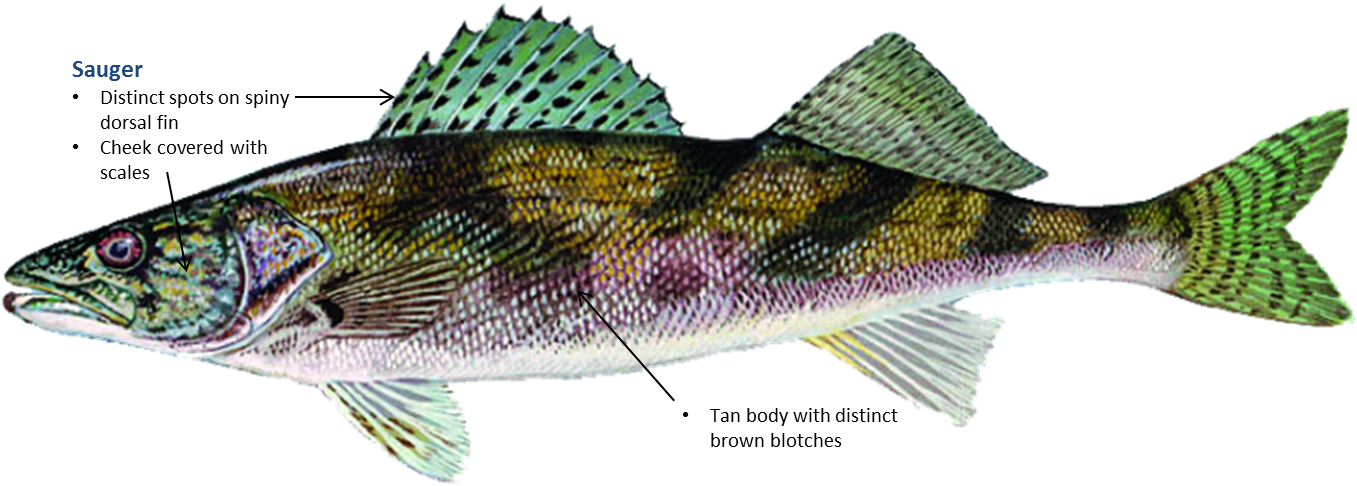 Spotted Fish Anatomy Illustration PNG image