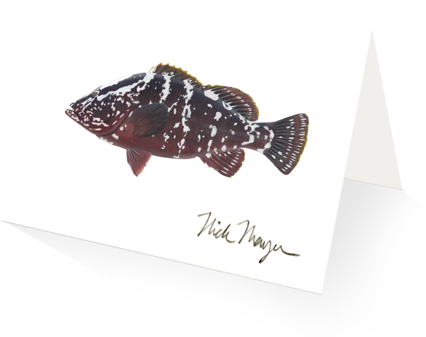 Spotted Flounder Illustration PNG image