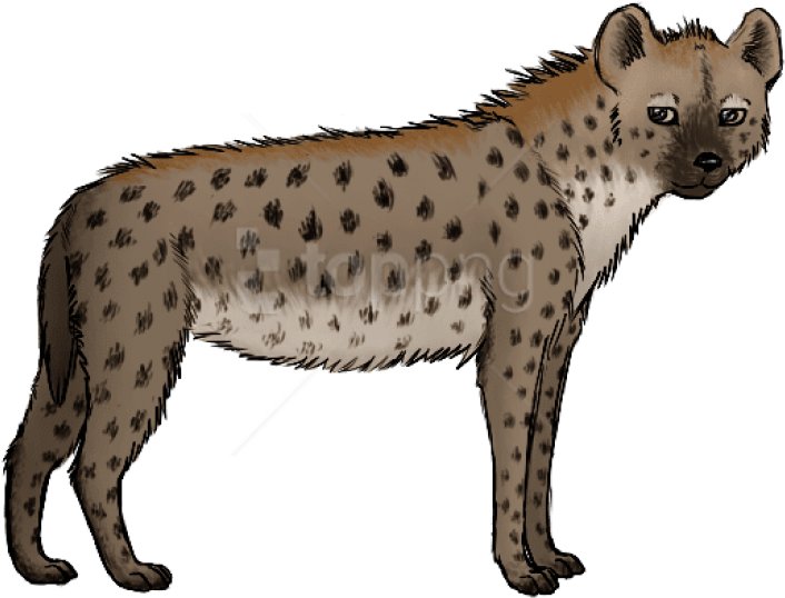 Spotted Hyena Illustration PNG image