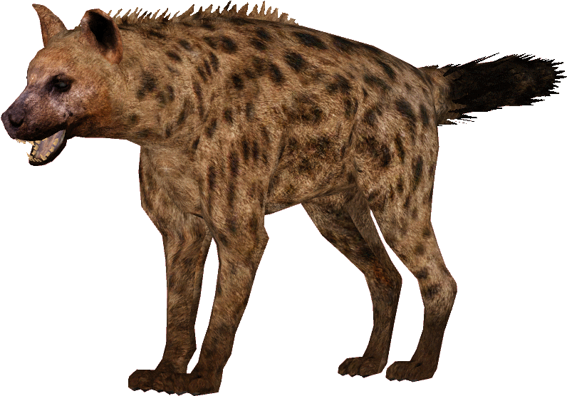 Spotted Hyena Standing Transparent Background PNG image