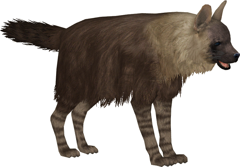 Spotted Hyena Standing Transparent Background PNG image