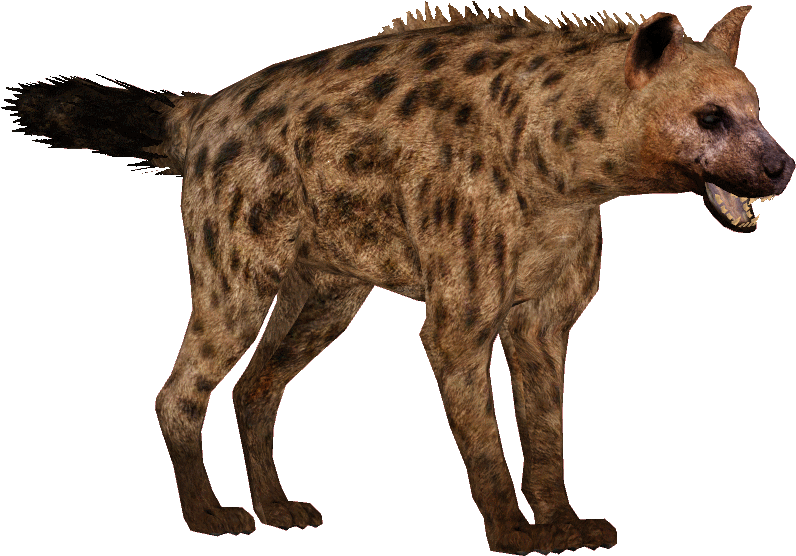 Spotted Hyena Standing Transparent Background.png PNG image