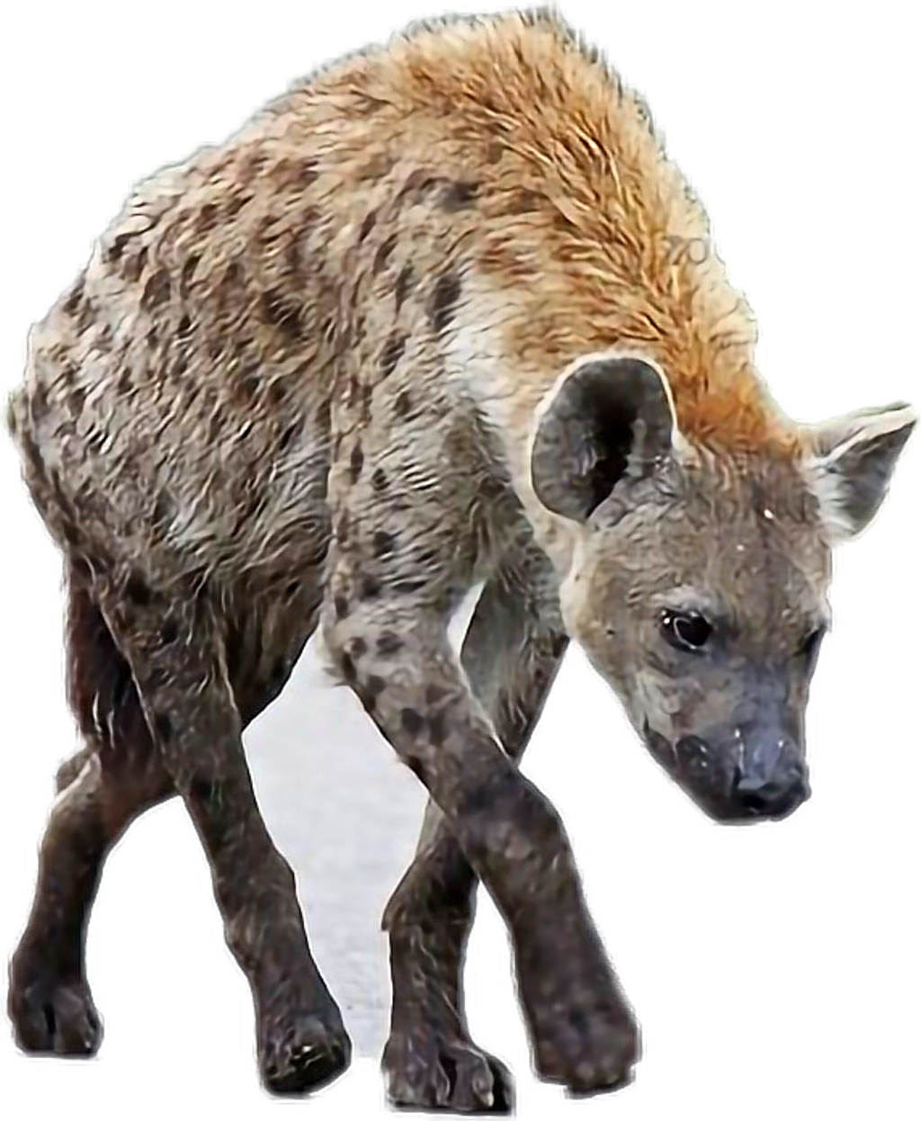 Spotted Hyena Walking Transparent Background PNG image