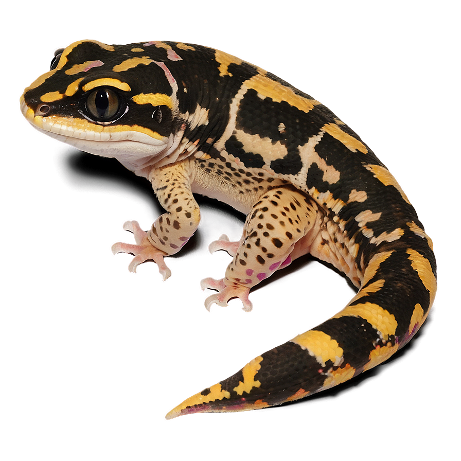 Spotted Leopard Gecko Png Bwl16 PNG image