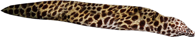 Spotted Moray Eel Isolated PNG image