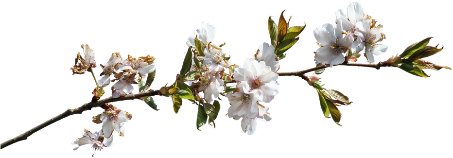 Spring Blossom Branch.png PNG image