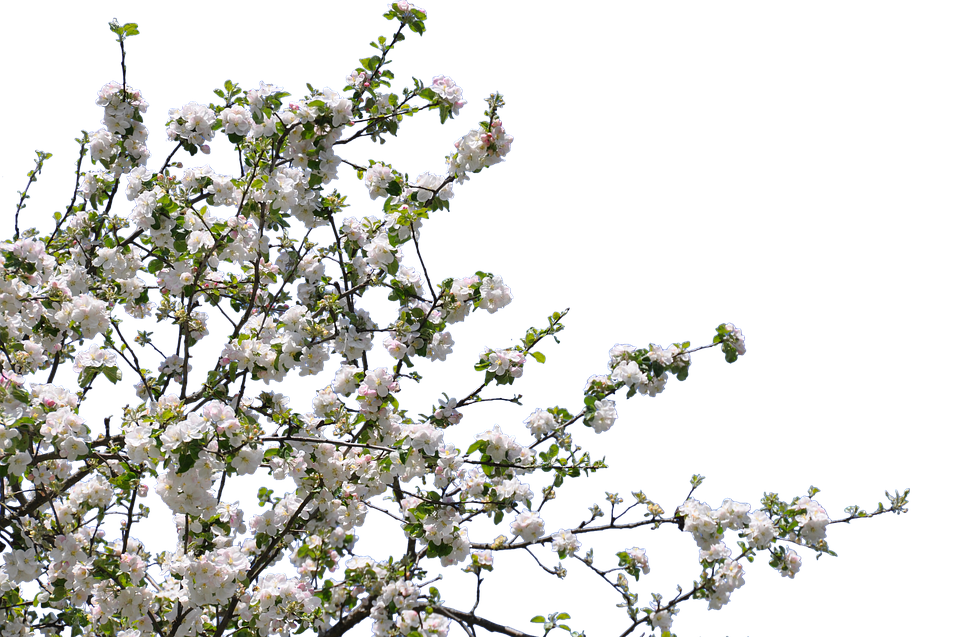 Spring Blossom Branches.png PNG image