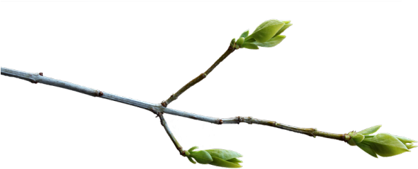 Spring Bud Growthon Branch.png PNG image