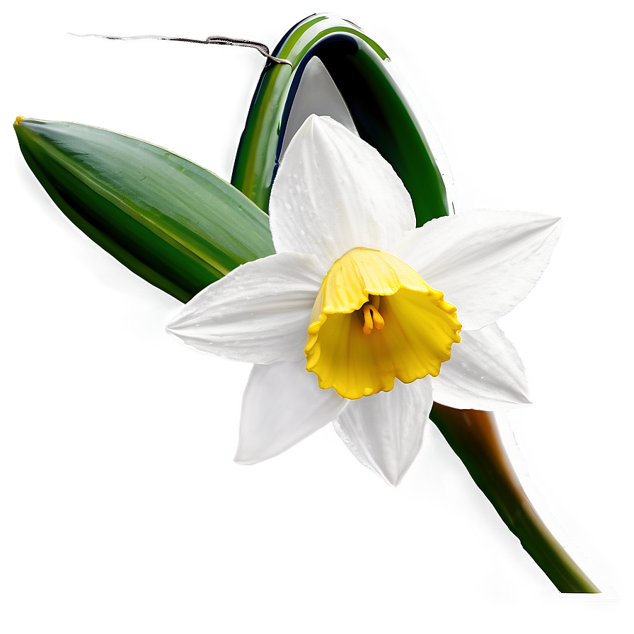 Spring Daffodil Bloom Png Teg83 PNG image