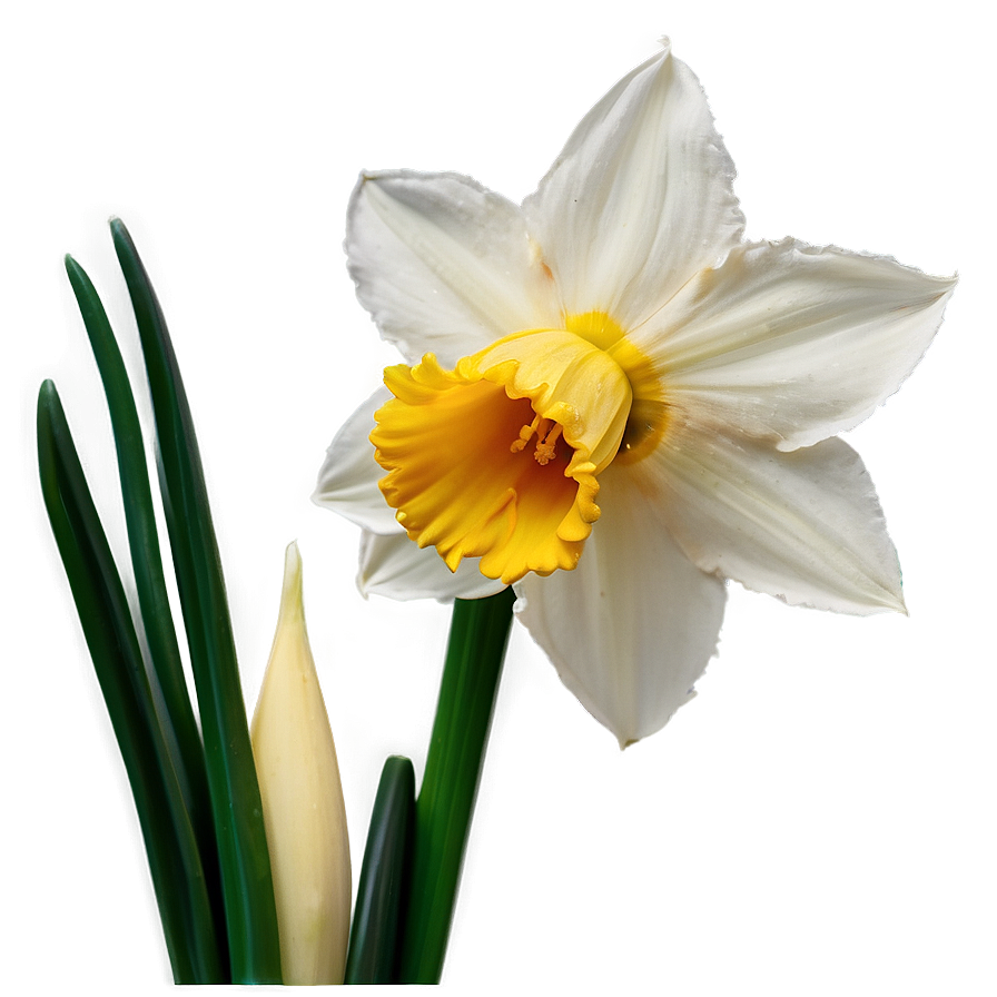 Spring Daffodil Bloom Png Xdt84 PNG image