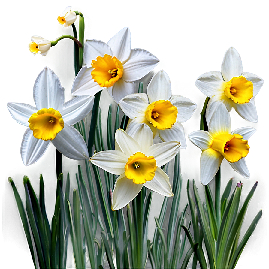 Spring Daffodils Field Png 89 PNG image