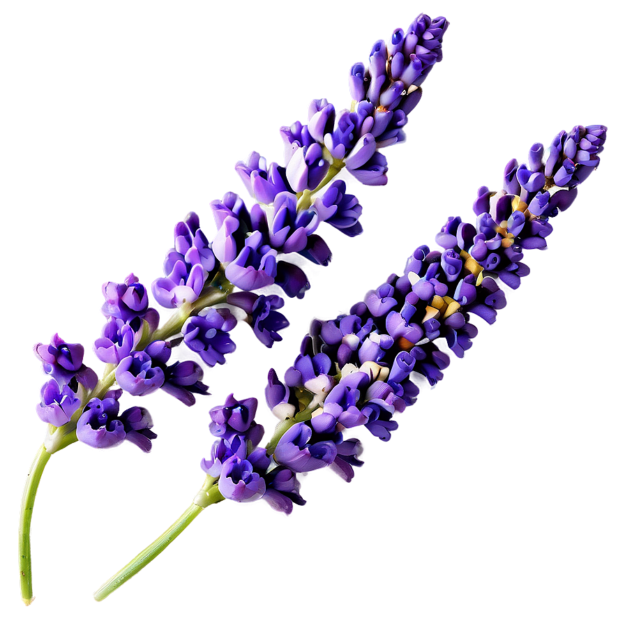 Spring Lavender Flower Png Rbn49 PNG image