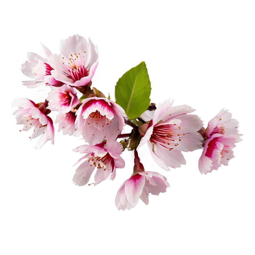 Spring Sakura Petals Png Cmy PNG image