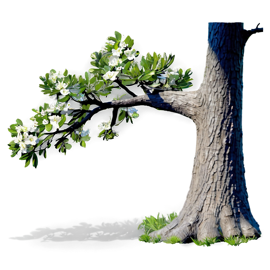 Spring Tree Shadow Png 06272024 PNG image