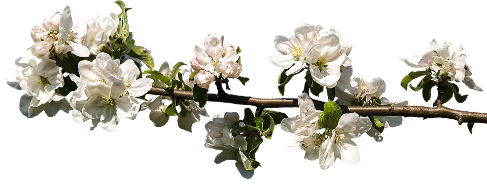 Springtime Apple Blossom Branch.png PNG image