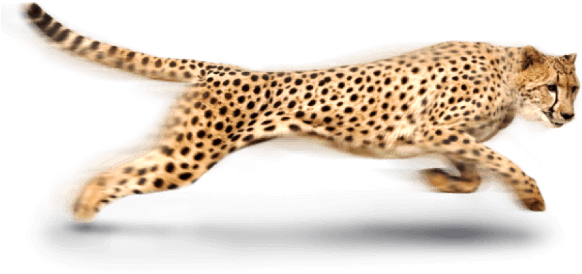 Sprinting Cheetahin Action.png PNG image