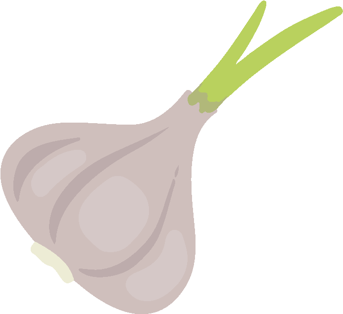 Sprouting Garlic Illustration.png PNG image