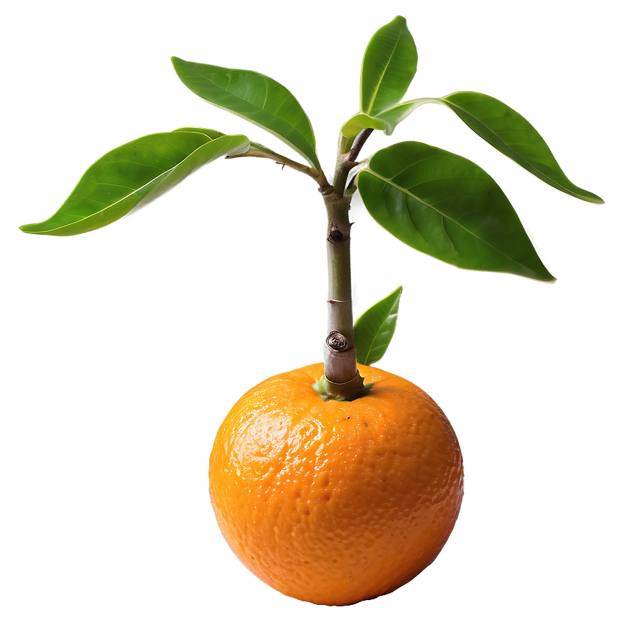 Sprouting Orange Tree Png Dio41 PNG image