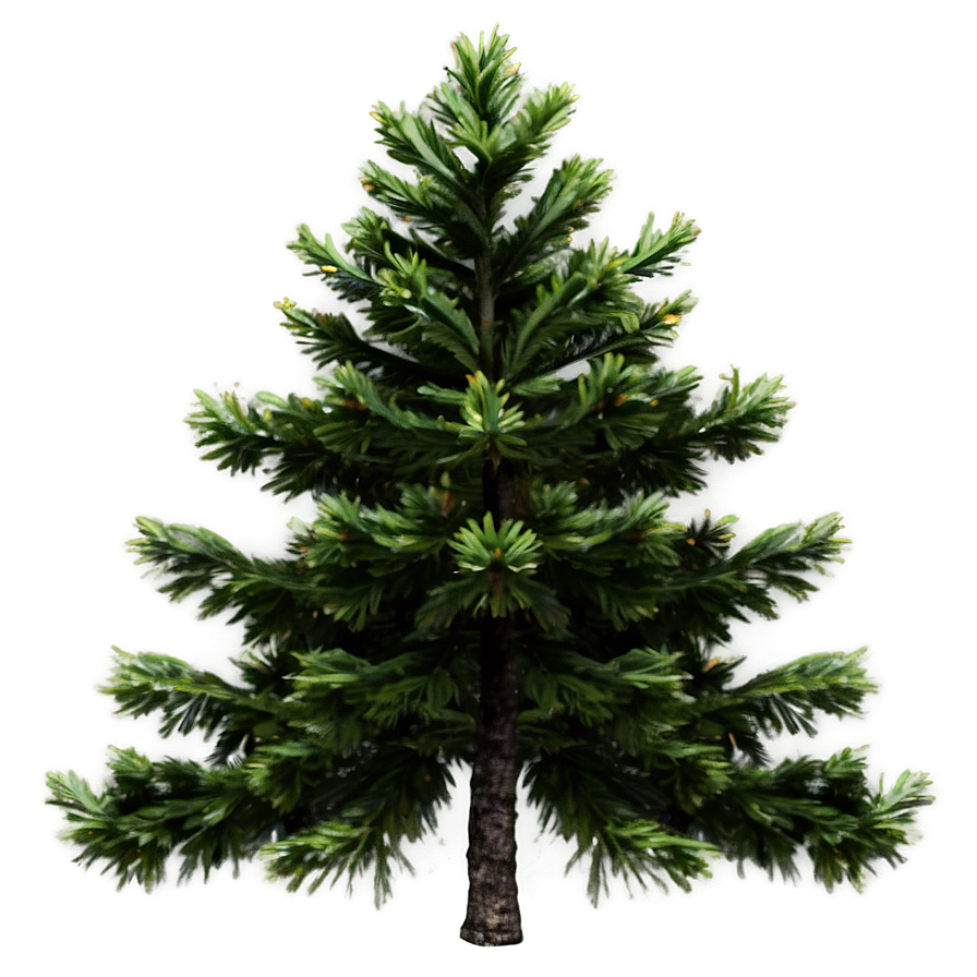 Spruce Tree In Alpine Environment Png Rki21 PNG image