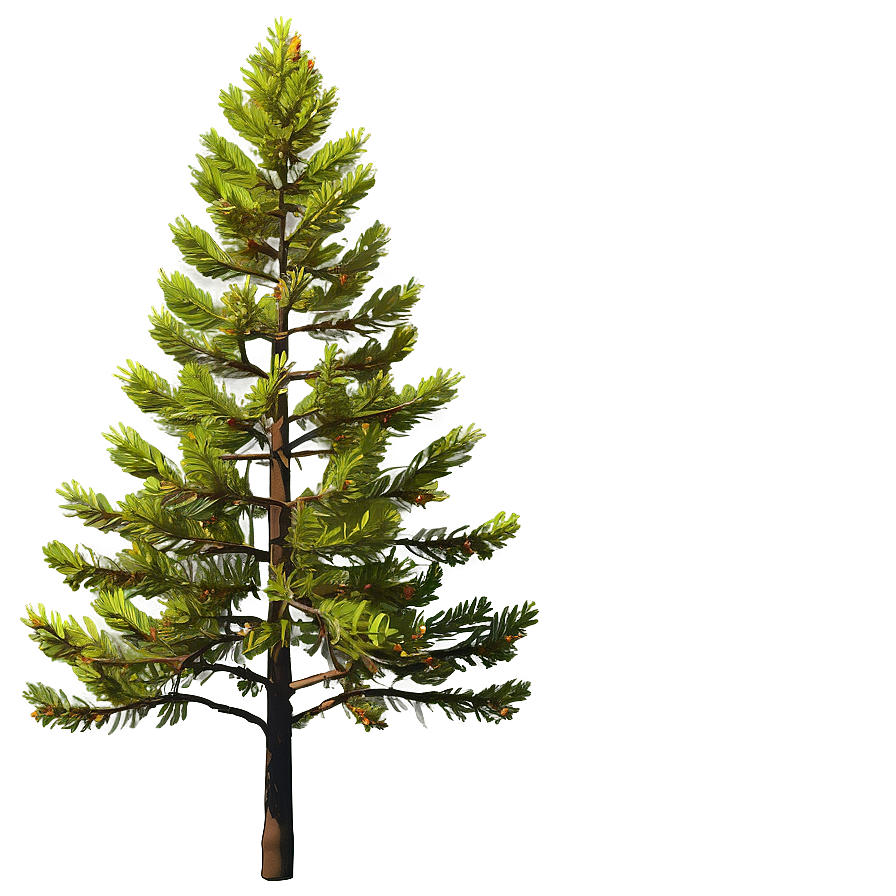 Spruce Tree In Autumn Colors Png 06132024 PNG image