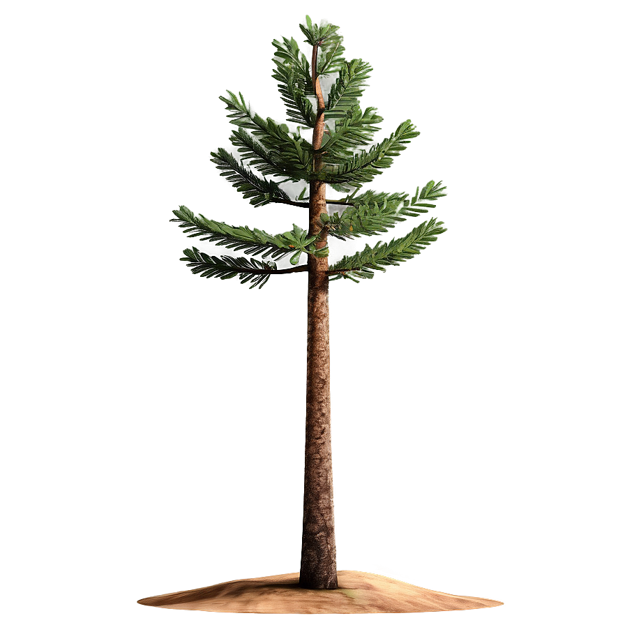 Spruce Tree In Mountainous Terrain Png 27 PNG image