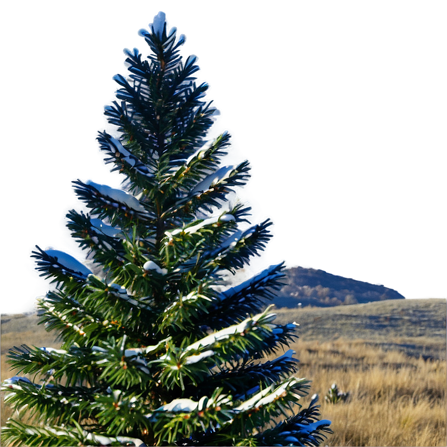 Spruce Tree On Hilltop View Png Tnf PNG image