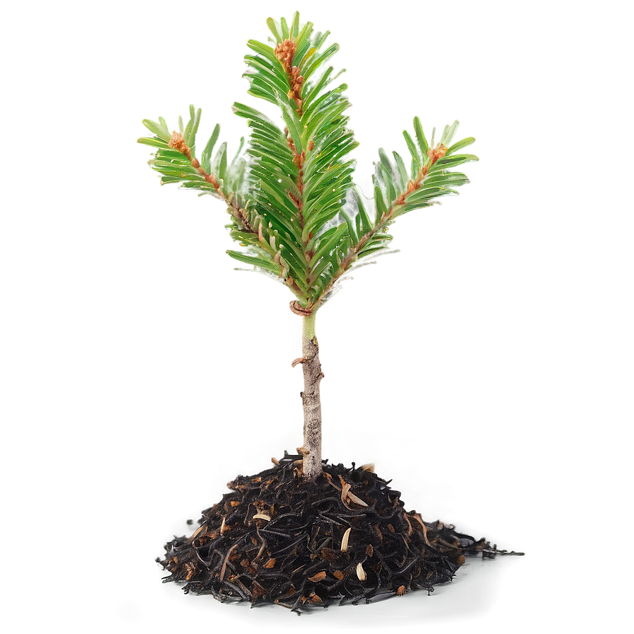 Spruce Tree Seedling Growth Png Usd83 PNG image