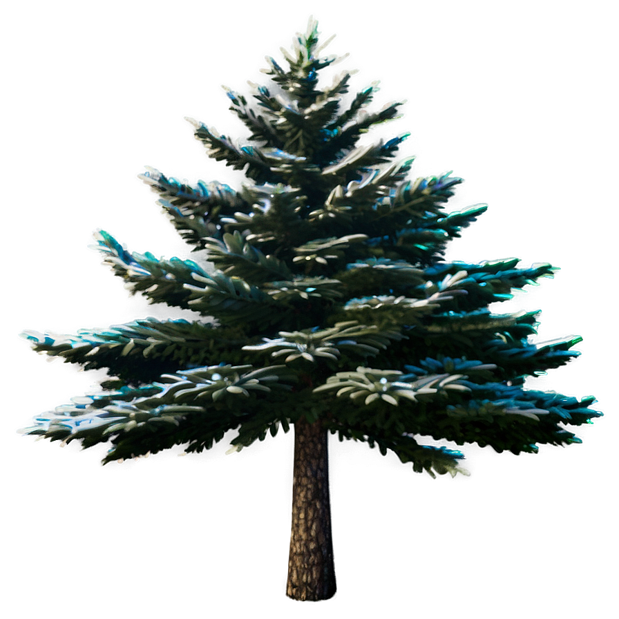 Spruce Tree Under Starry Sky Png 06132024 PNG image