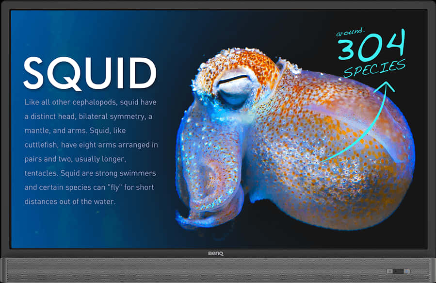 Squid Educational Display PNG image
