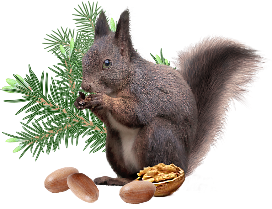 Squirrel_ Eating_ Nuts_ Transparent_ Background.png PNG image