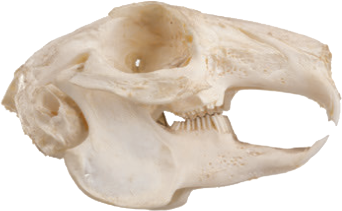 Squirrel Skull Side View PNG image