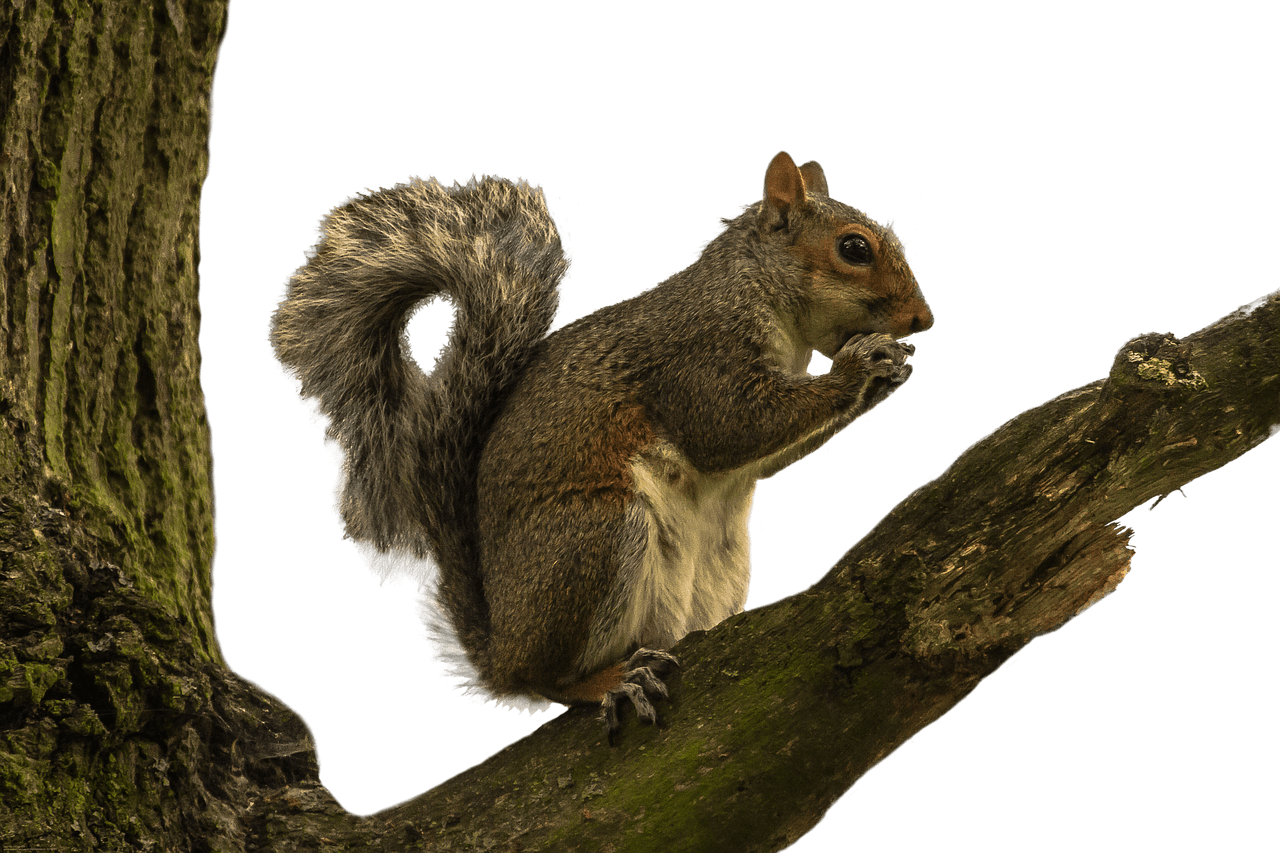 Squirrelon Tree Branch PNG image