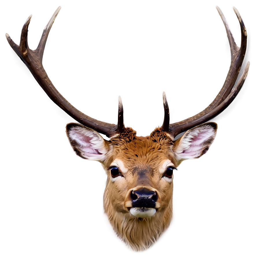 Stag And Butterfly Png 18 PNG image