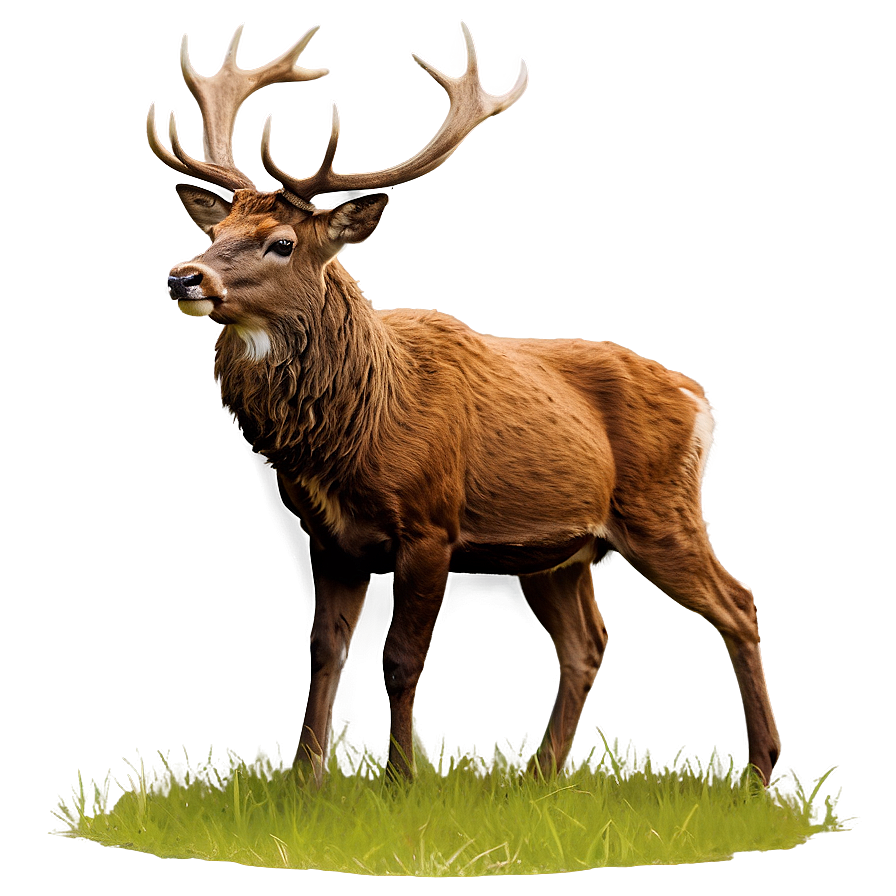 Stag And Nature Png Lve78 PNG image