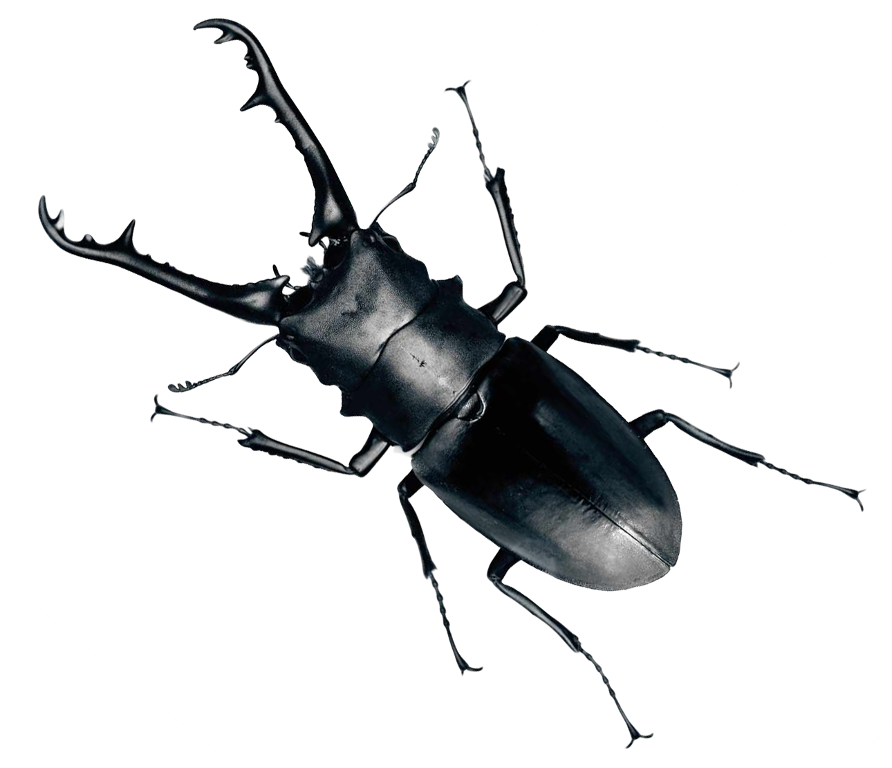 Stag Beetle Portrait PNG image